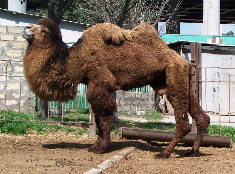 Baku Zoo