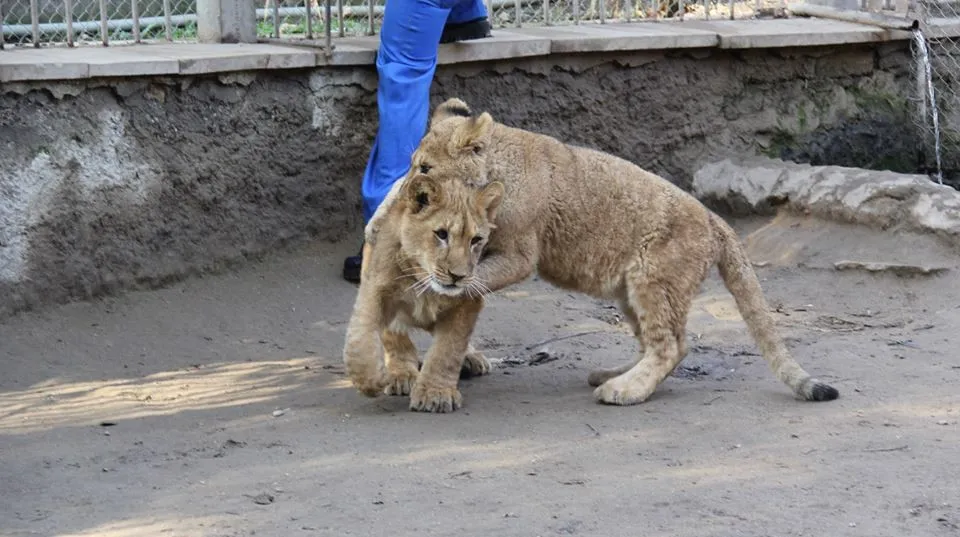 Baku Zoo