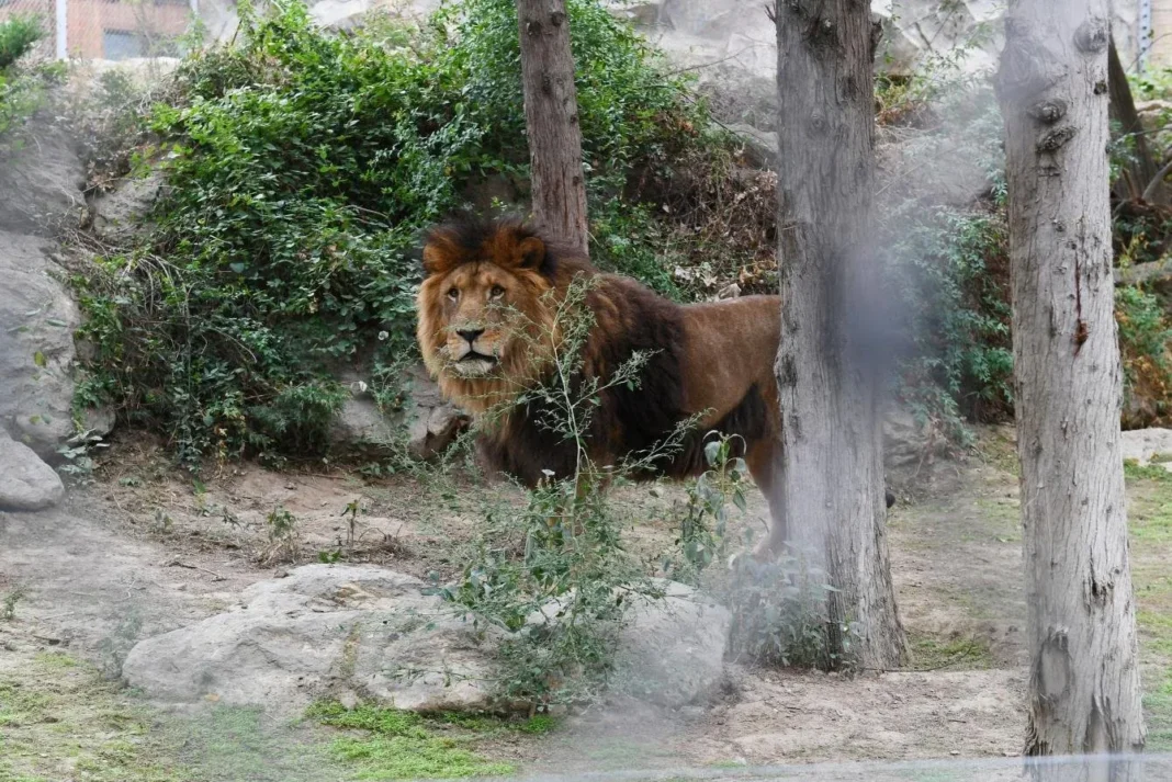 Baku Zoo