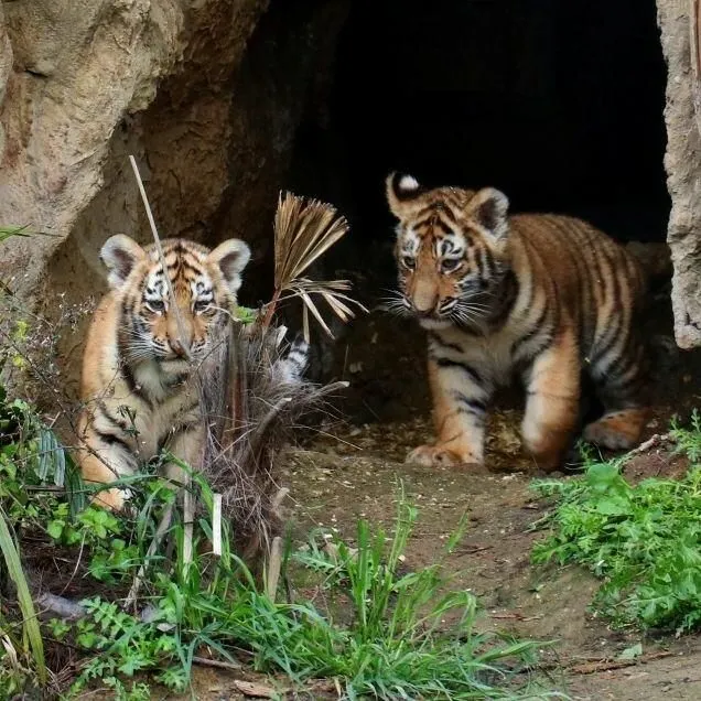 Baku Zoo