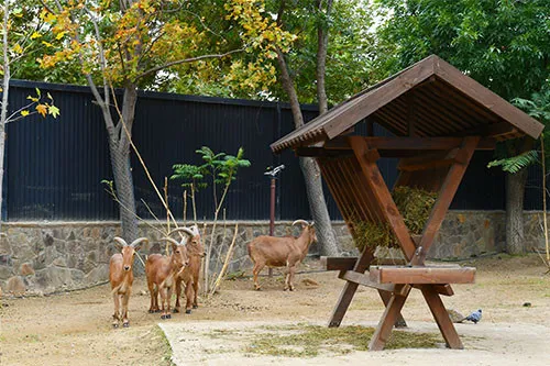 Baku Zoo