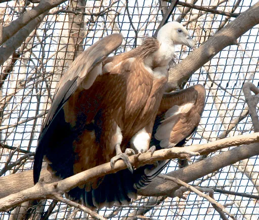 Baku Zoo