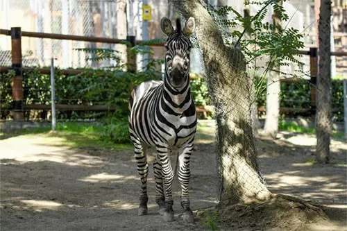 Baku Zoo