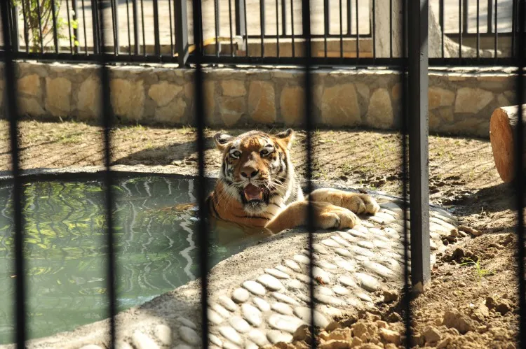 Baku Zoo