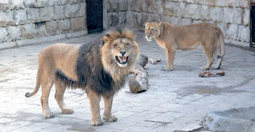 Baku Zoo