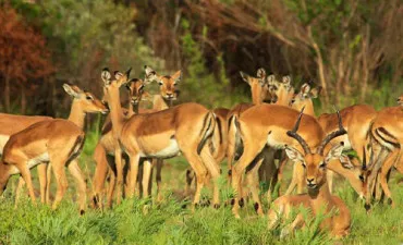 Hirkan National Park