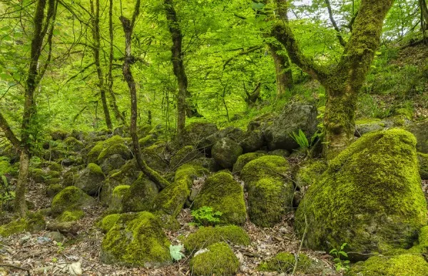 Hirkan National Park