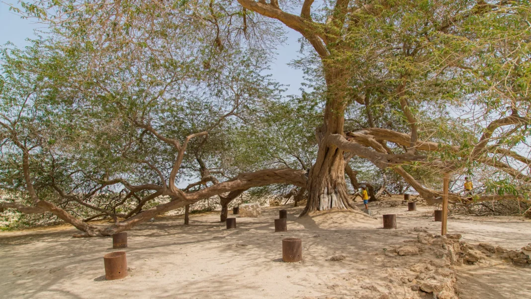 Tree of Life Bahrain