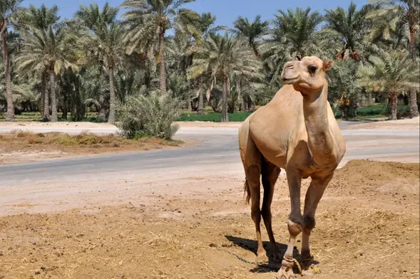 camel trekking in Sakhir Desert