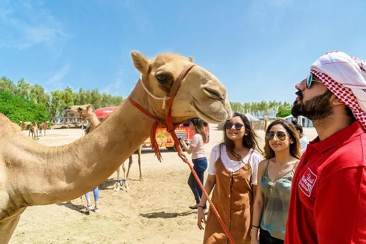 camel trekking in Sakhir Desert