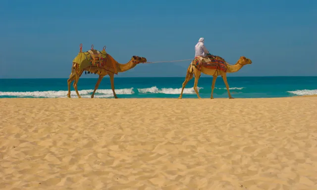 camel trekking in Sakhir Desert