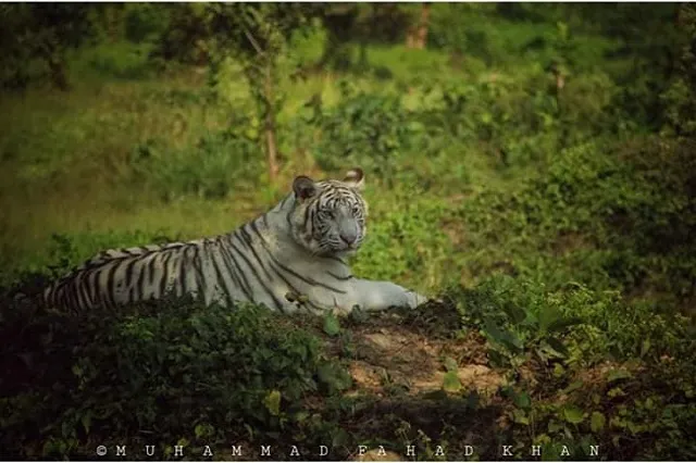 Bangabandhu Sheikh Mujib Safari Park