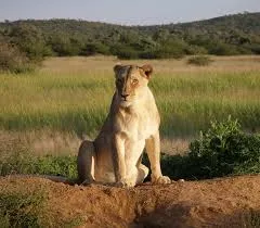 Bangabandhu Sheikh Mujib Safari Park