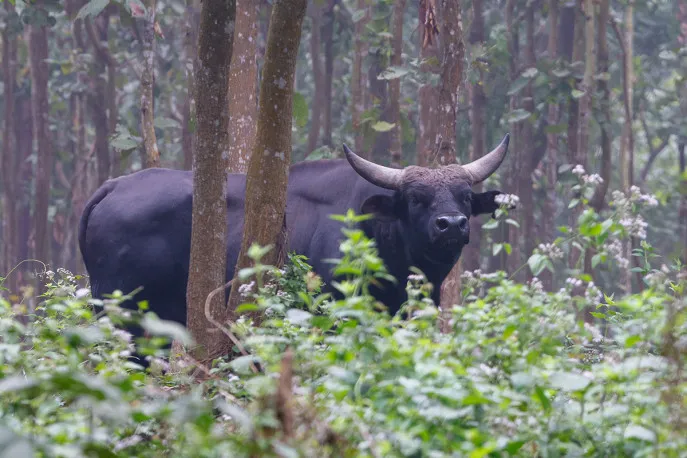 Bangabandhu Sheikh Mujib Safari Park