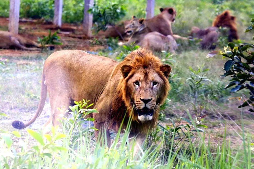 Bangabandhu Sheikh Mujib Safari Park