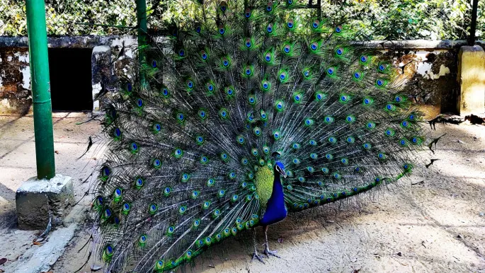 Bangabandhu Sheikh Mujib Safari Park