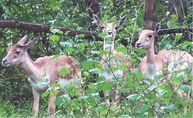 Bangabandhu Sheikh Mujib Safari Park