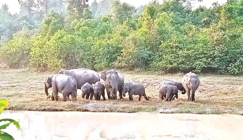 Bangabandhu Sheikh Mujib Safari Park