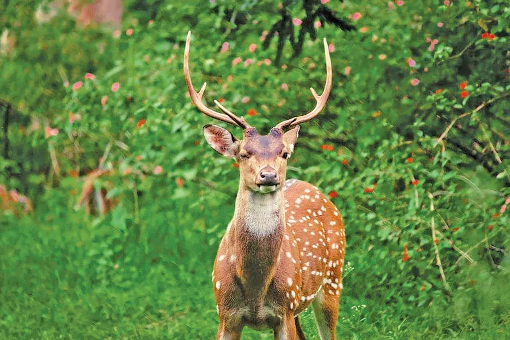 Bangabandhu Sheikh Mujib Safari Park