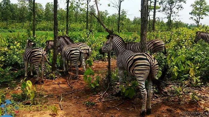 Bangabandhu Sheikh Mujib Safari Park