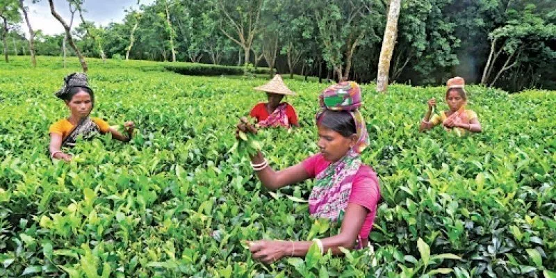 Sreemangal Tea Gardens