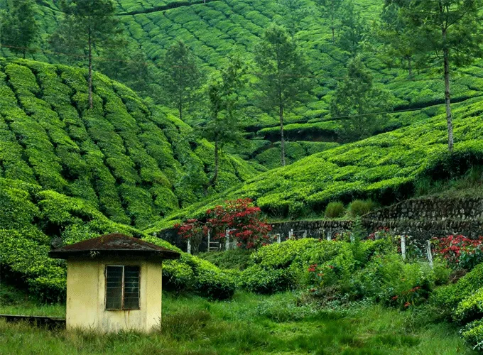 Sreemangal Tea Gardens