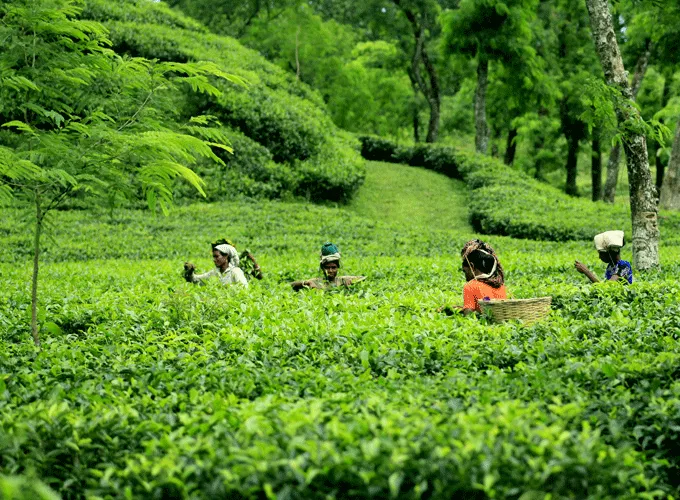 Sreemangal Tea Gardens