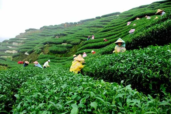 Sreemangal Tea Gardens