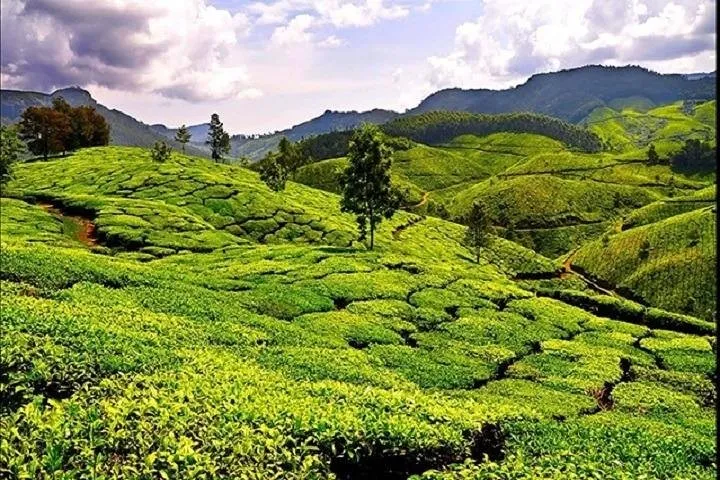 Sreemangal Tea Gardens