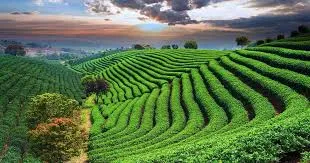 Sreemangal Tea Gardens