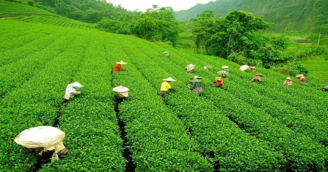 Sreemangal Tea Gardens