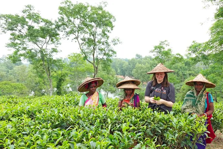 Sreemangal Tea Gardens