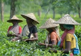 Sreemangal Tea Gardens