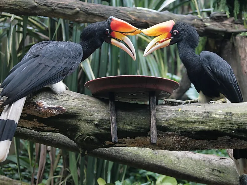 Ulu Temburong National Park