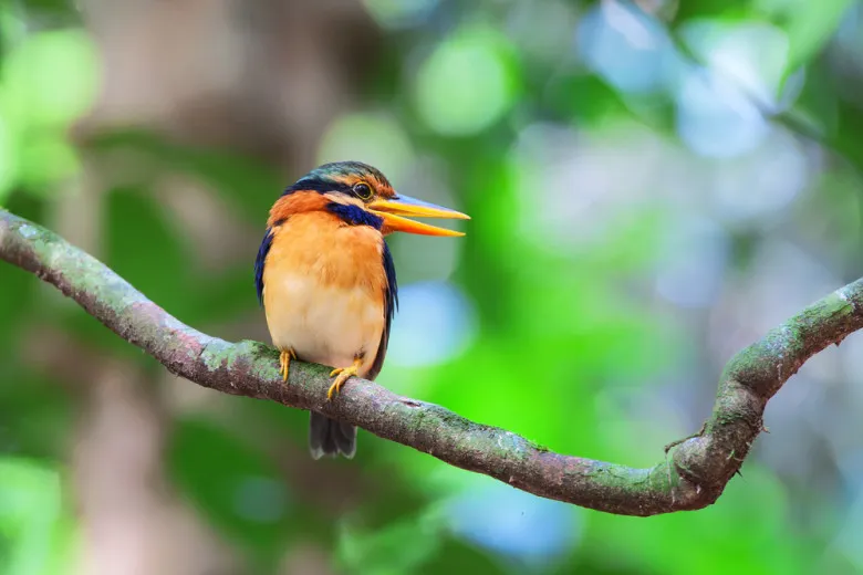 Ulu Temburong National Park