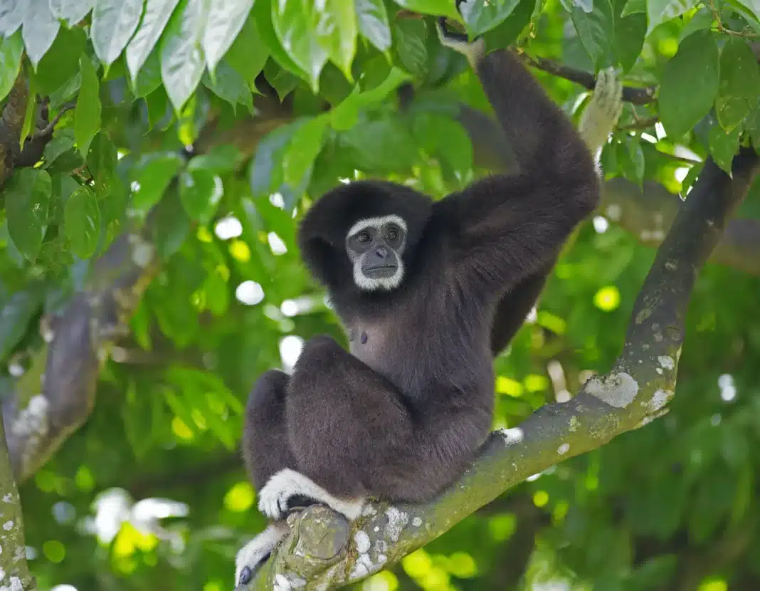 Ulu Temburong National Park