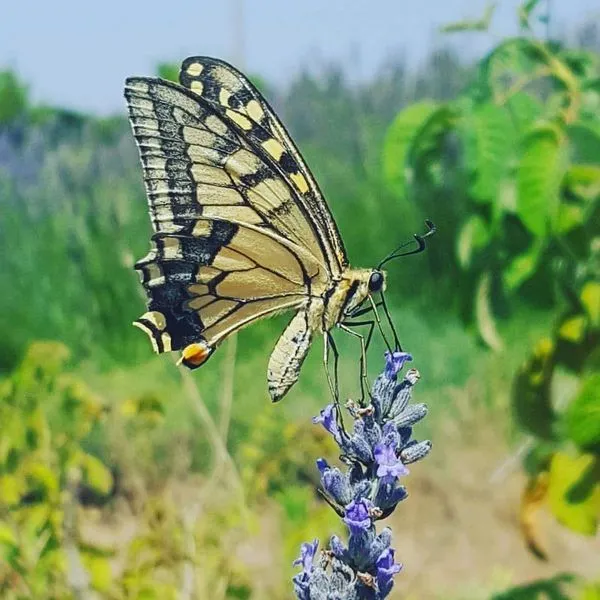 CyHerbia Botanical Park