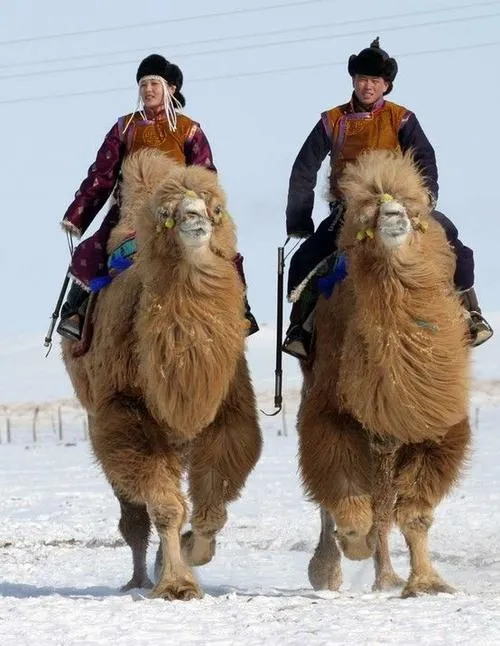 Gobi Desert