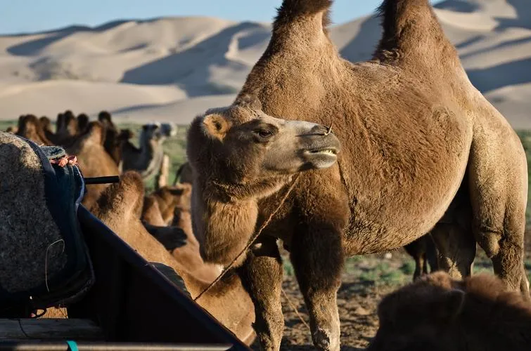 Gobi Desert