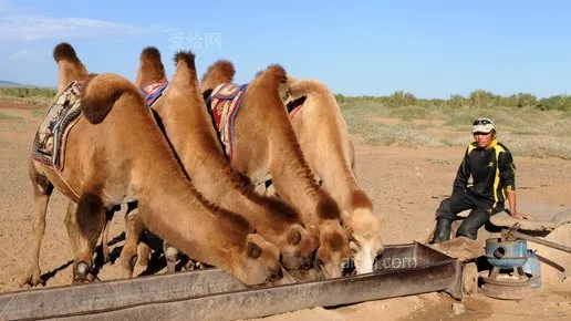 Gobi Desert