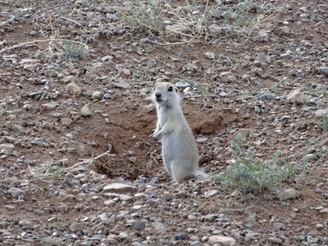 Gobi Desert