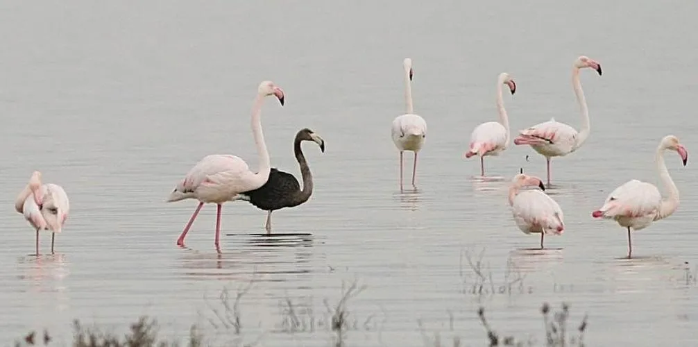 Larnaca Salt Lake