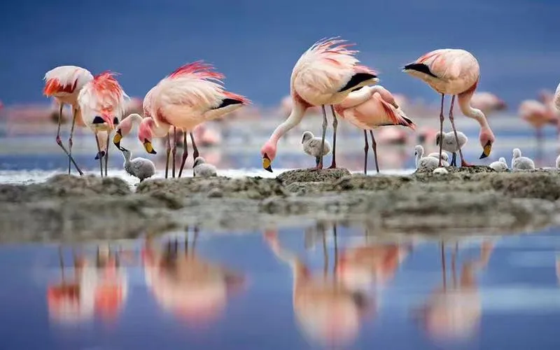 Larnaca Salt Lake