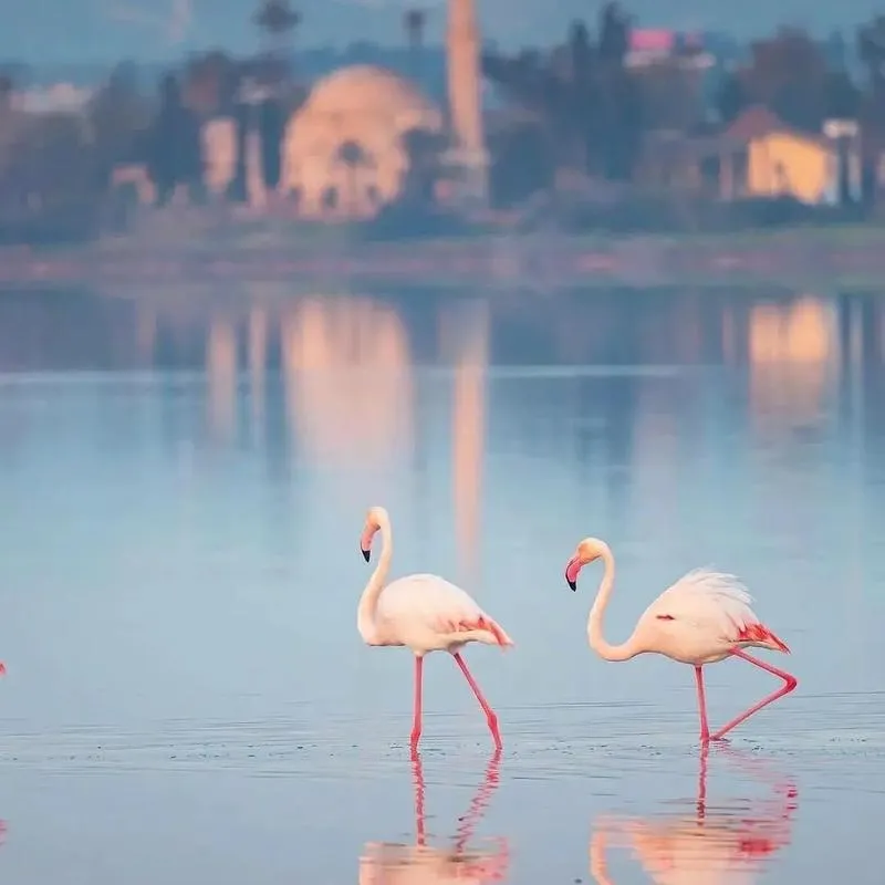 Larnaca Salt Lake