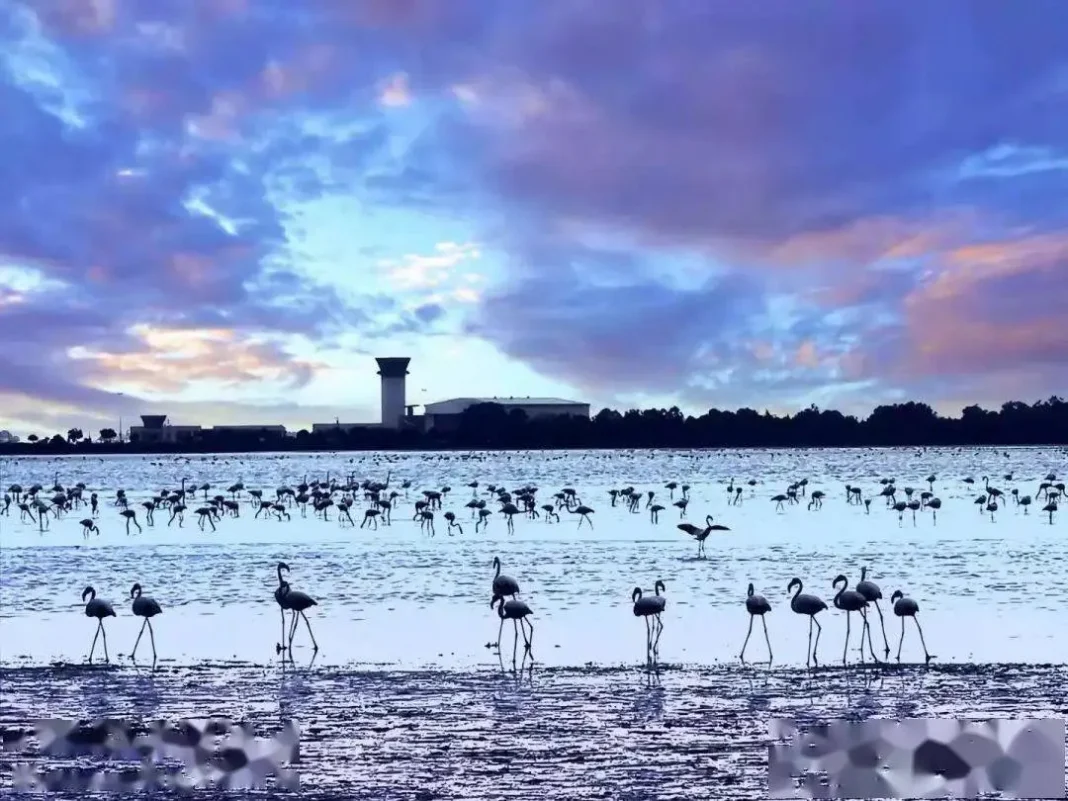 Larnaca Salt Lake