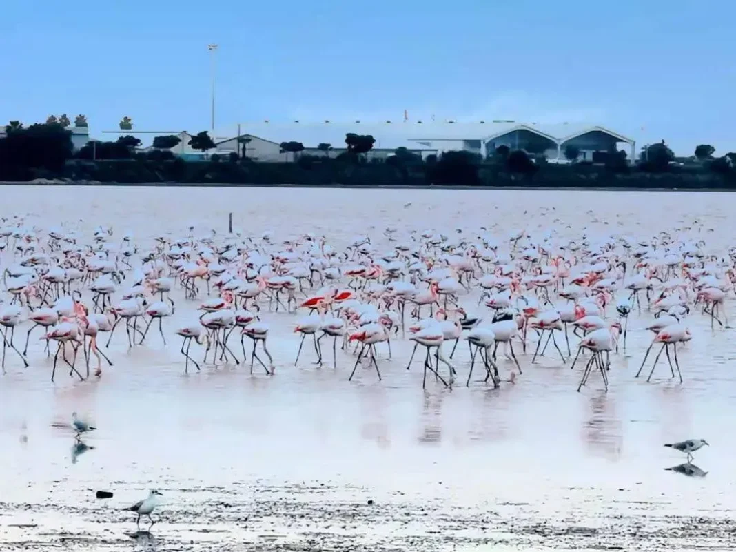 Larnaca Salt Lake