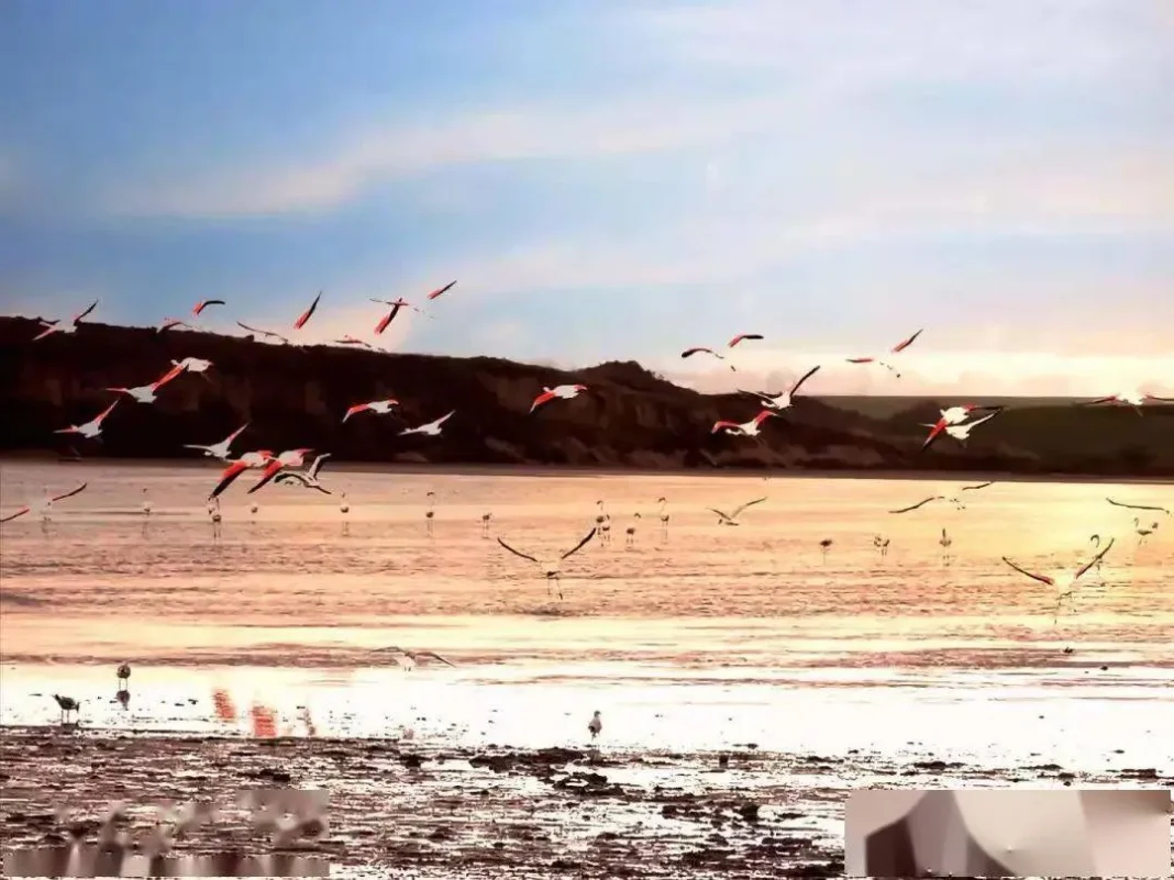 Larnaca Salt Lake