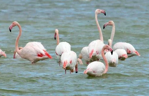 Larnaca Salt Lake