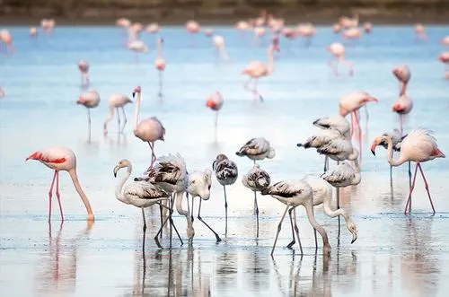 Larnaca Salt Lake