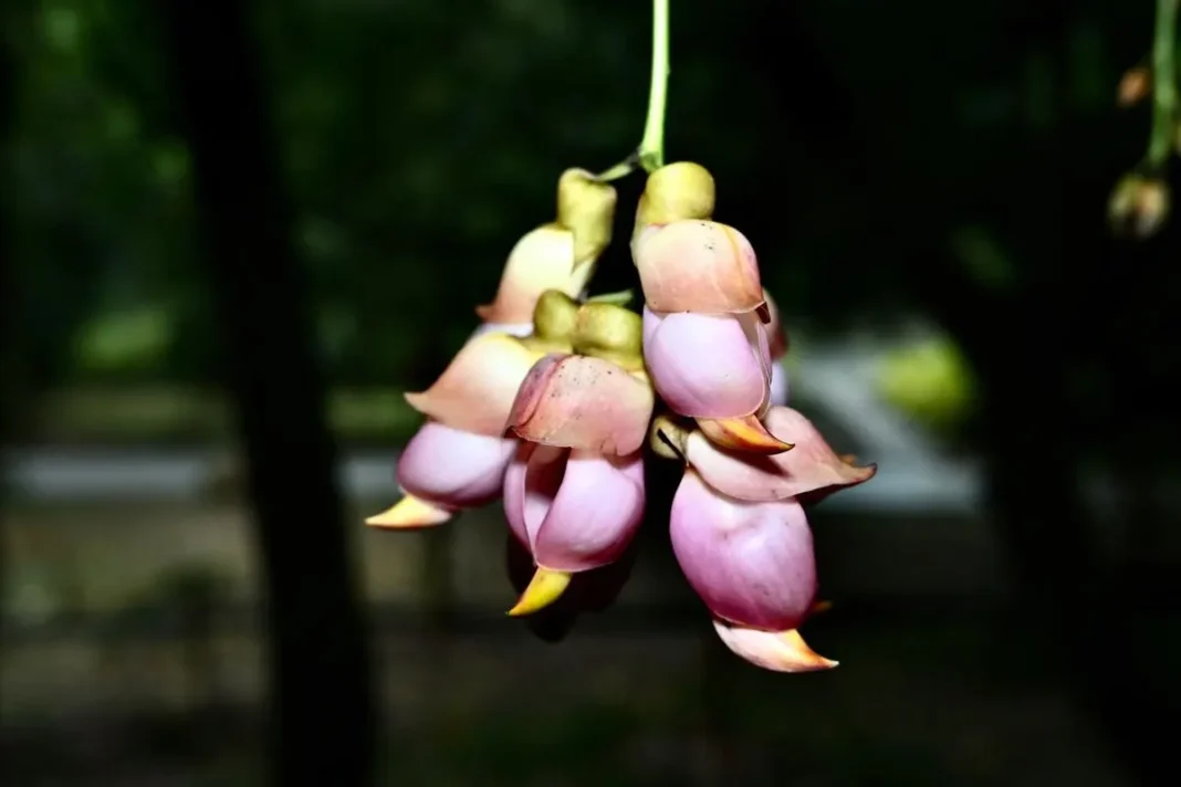 South China Botanical Garden